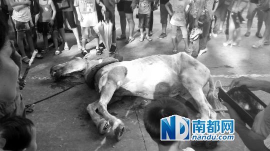 死馬拉的車。 游客圍觀死馬。游客供圖