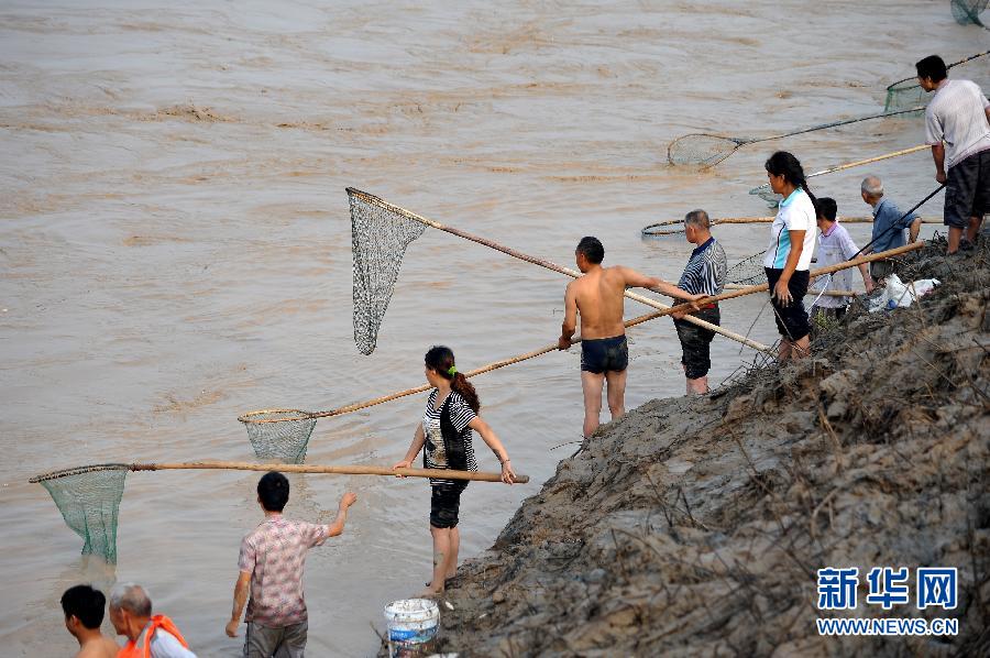7月6日,在山西省平陸縣黃河岸邊,人們在河邊捕撈黃河“流魚”。