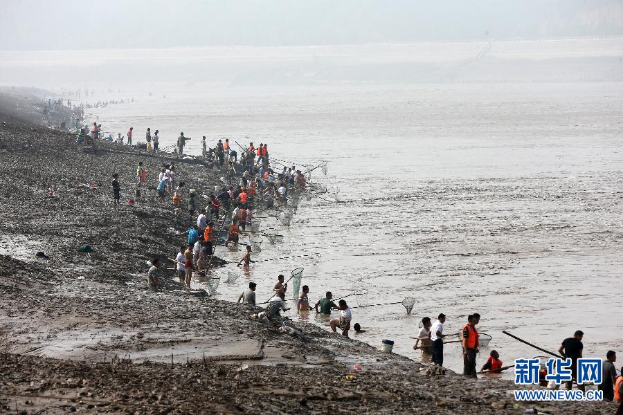 7月6日,在山西省平陸縣黃河岸邊,人們在河邊捕撈黃河“流魚”。