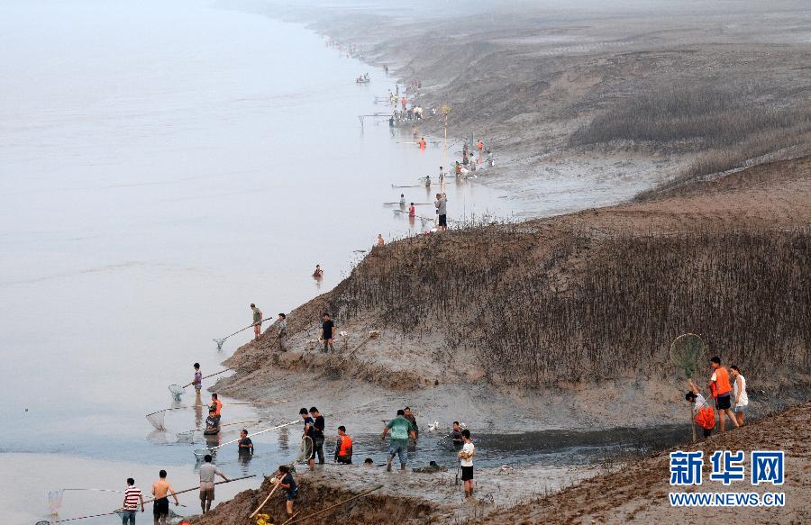  7月6日,在山西省平陸縣黃河岸邊,人們在捕撈黃河“流魚”。