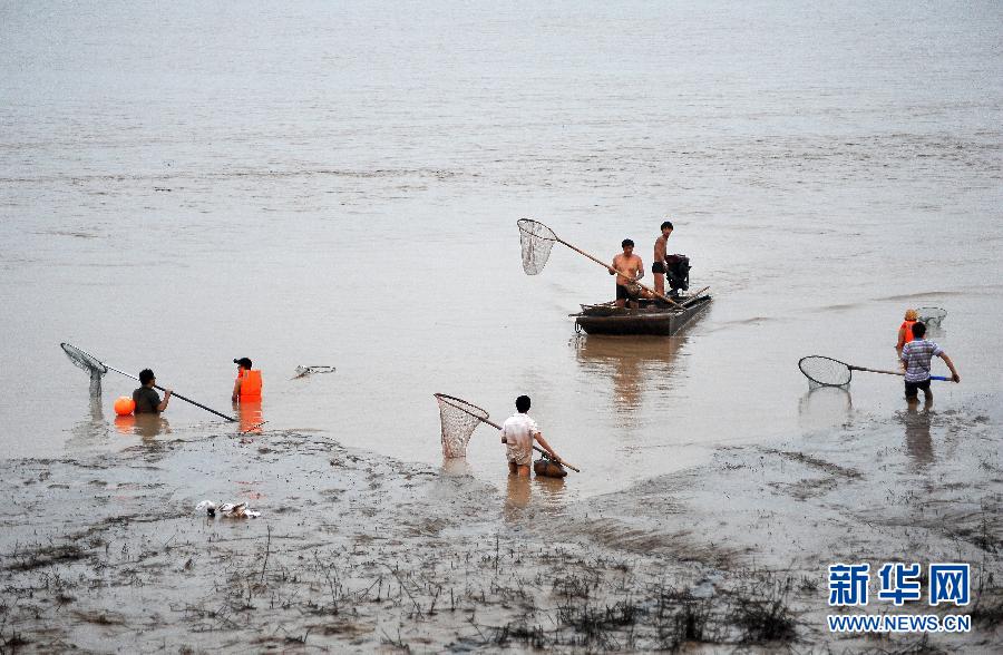 7月6日,在山西省平陸縣黃河河道內(nèi),人們在捕撈黃河“流魚”。