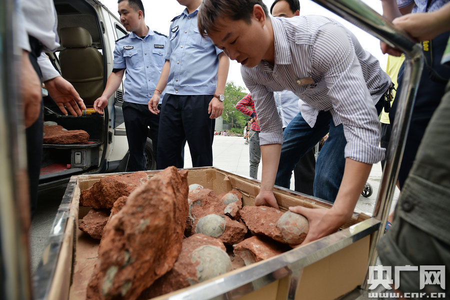 2015年4月19日，廣東河源，道路改造施工現(xiàn)場，挖出一大窩恐龍蛋化石。
