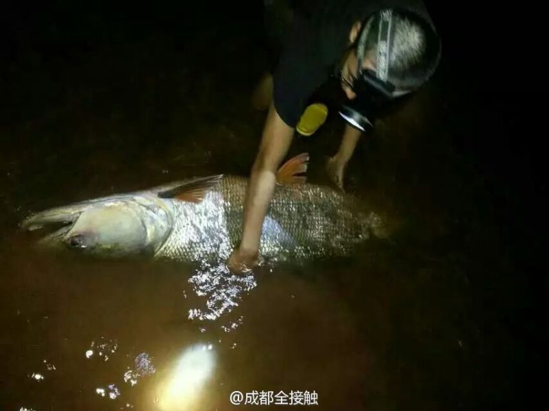 圖為父子倆發(fā)現(xiàn)大魚。