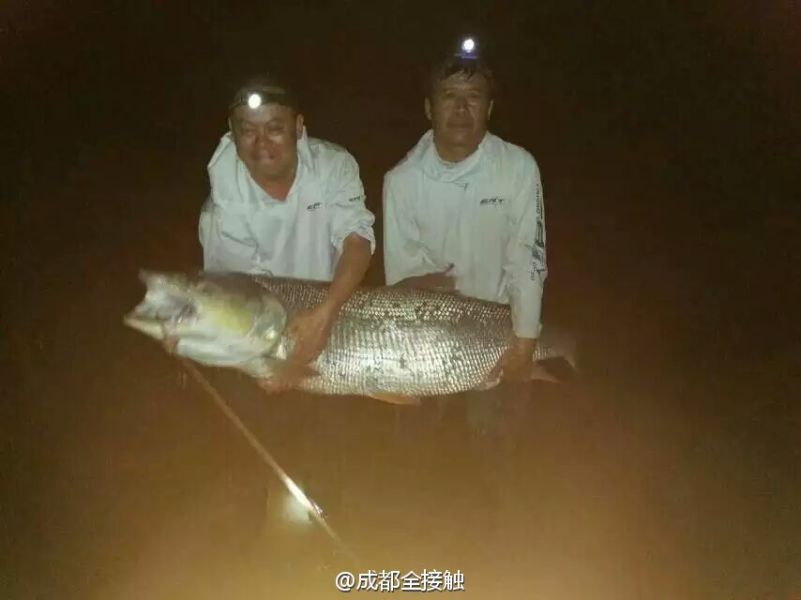 　圖為大魚需要兩個(gè)人抱起。