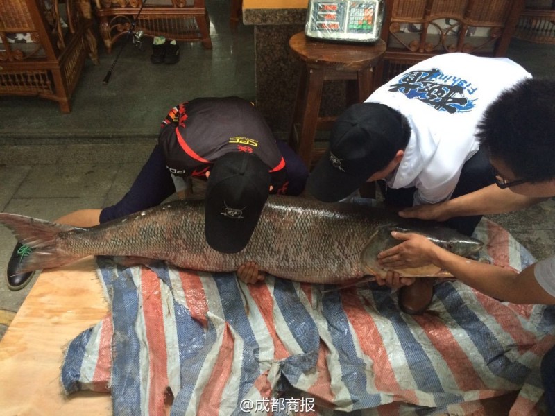 圖為父子倆翻動(dòng)大魚。