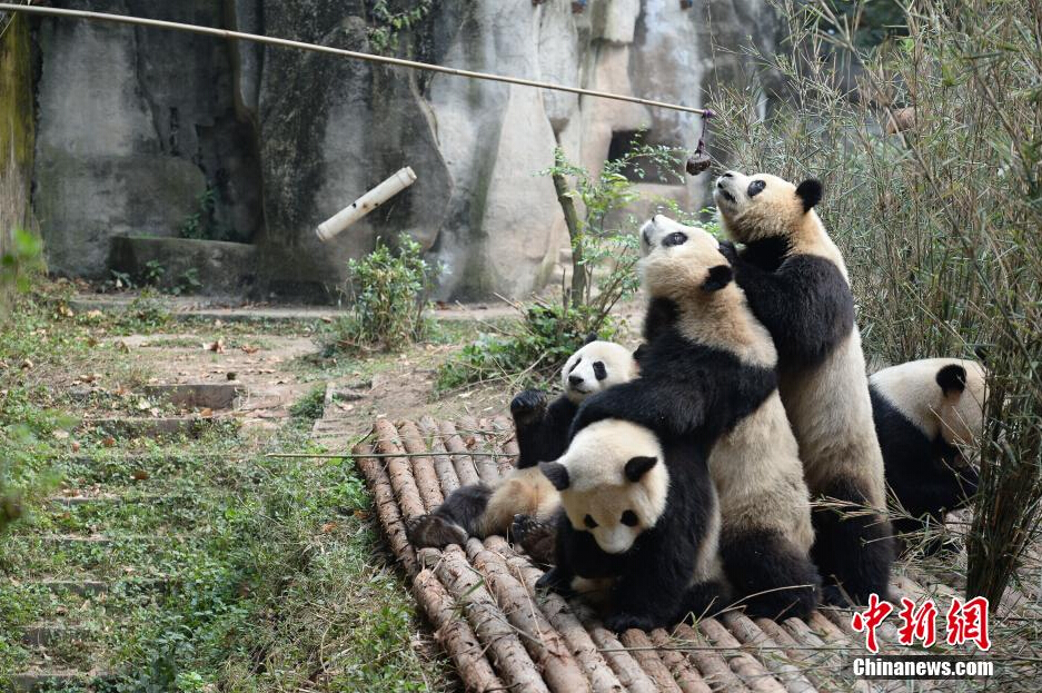 幾只大熊貓?jiān)谖故硶r間從飼養(yǎng)員處爭領(lǐng)食物。