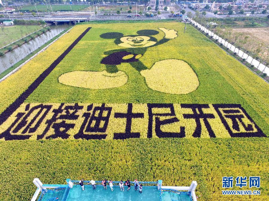 10月25日，游客在觀景臺(tái)上觀賞“米老鼠”稻田畫。