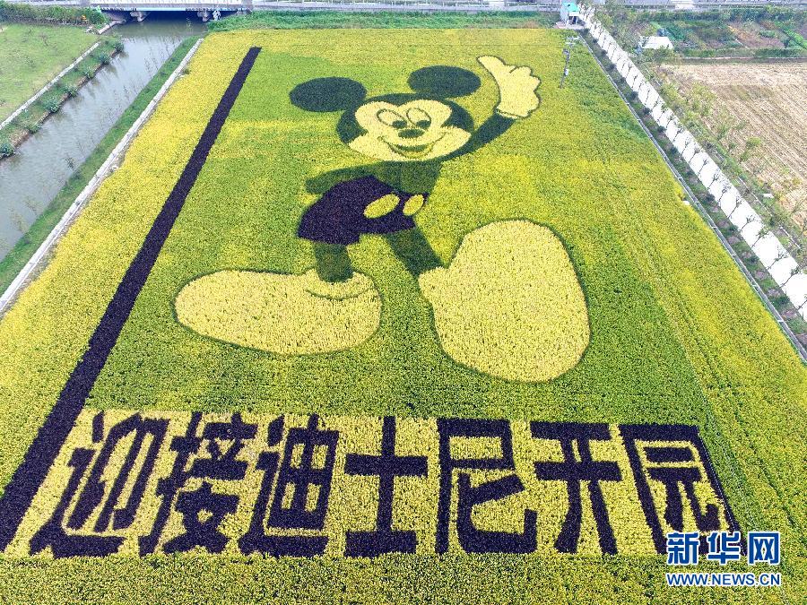 10月25日，游客在觀景臺(tái)上觀賞“米老鼠”稻田畫。