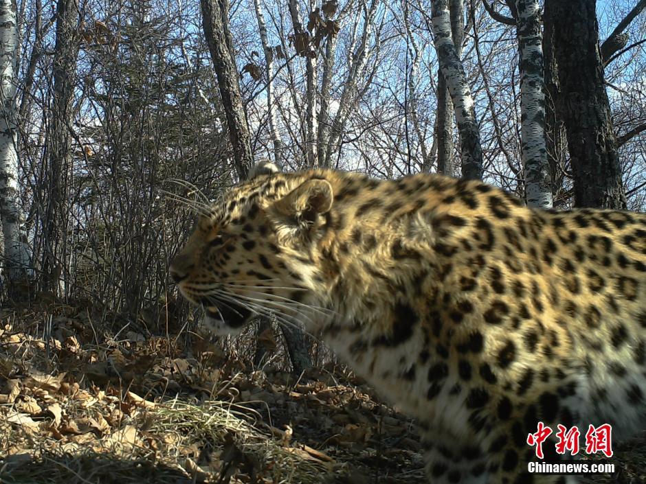 黑龍江老爺嶺保護(hù)區(qū)多次拍到野生東北虎、豹影像