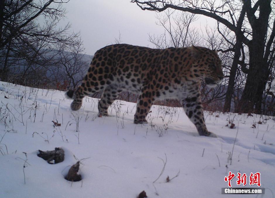 黑龍江老爺嶺保護(hù)區(qū)多次拍到野生東北虎、豹影像