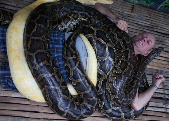菲律賓一家動(dòng)物園為游客提供蟒蛇按摩服務(wù)。