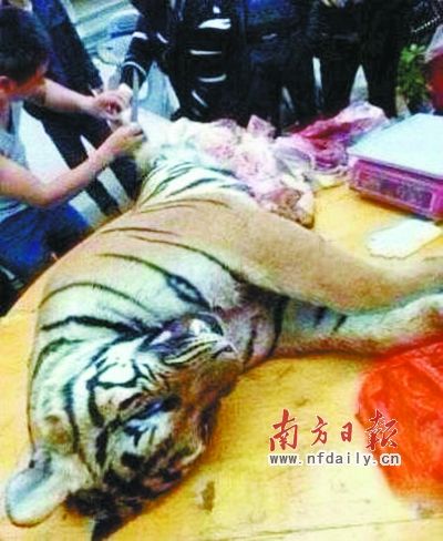 　殺虎現(xiàn)場。由匿名受訪人提供