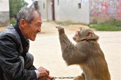 10月13日，新野縣鮑灣村耍猴人楊林貴蹲在家門口和自己的猴子玩耍。楊林貴，耍猴近三十年。
