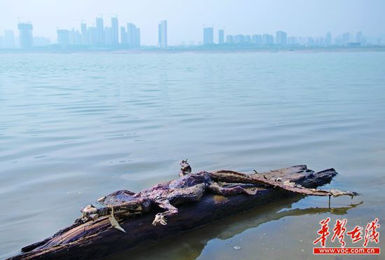 23日上午，瀏陽河與湘江交匯的地方發(fā)現(xiàn)了一條鱷魚的尸骸。