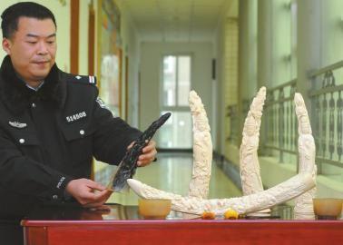 1月5日，辦案民警展示擋獲的犀牛角、盔犀鳥頭、象牙制品。