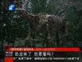 恐龍來了 你要看么？