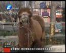 駱駝肉當(dāng)街叫賣(mài)合法？