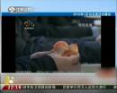 武漢電視問(wèn)政 女區(qū)長(zhǎng)當(dāng)場(chǎng)吃受污染黑橘 稱(chēng)“味道還行”