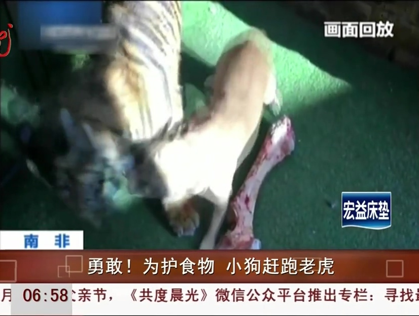 勇敢！為護食物 小狗趕跑老虎