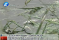 誰玷污了須水河的“清白”？
