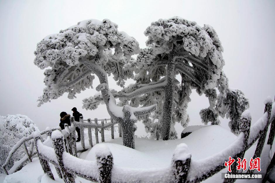 12月18日，雪后的安徽黃山風景區(qū)出現(xiàn)了大面積雪凇美景，銀裝素裹，玉樹瓊枝，游人置身其間，如醉如癡。