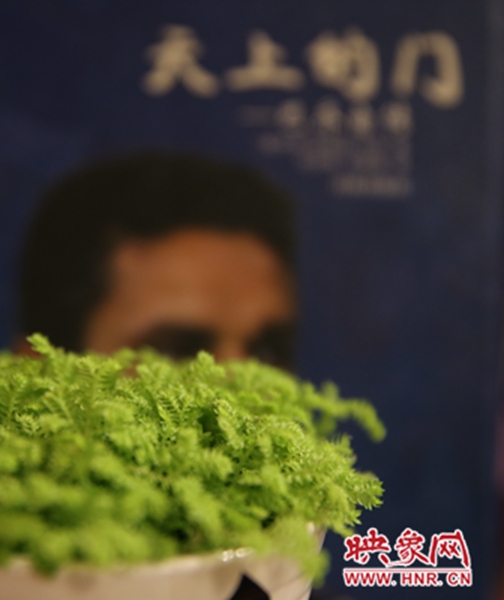 書(shū)架上精心布置的綠色植物。